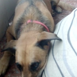 Sanremo: trovata nella zona di San Romolo la cagnolina nella foto, l'appello per i proprietari