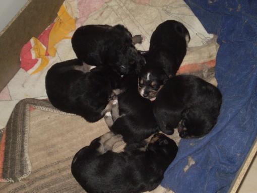 Foto generica di alcuni cuccioli