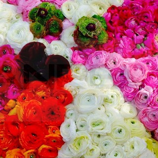 'SanremoInFiore 2017': la magia dei carri fioriti nella gallery curata da Saverio Chiappalone (Foto)