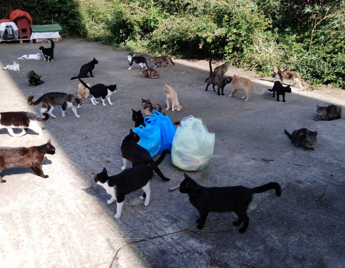 Imperia: l'accademia Kronos prosegue nel lavoro per la sterilizzazione delle colonie feline