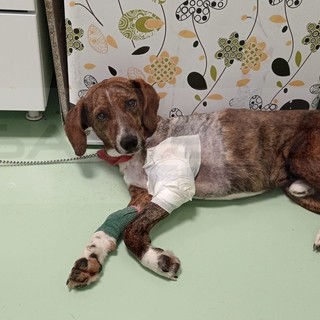 Intervento riuscito per il cane Filù: raccolti i fondi necessari per pagare la clinica, ora si cerca una famiglia per lui Intervento riuscito per il cane Filù: raccolti i fondi necessari per pagare la clinica, ora si cerca una famiglia per lui