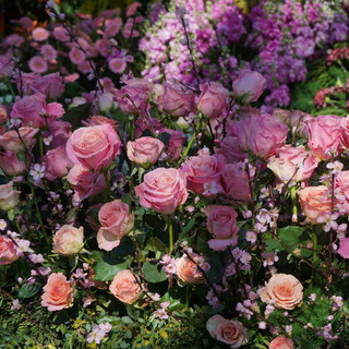 'Festival dei Fiori' e 'Corso Fiorito' a Sanremo: ecco tutte le indicazioni per seguirli, le bande i gruppi e gli abbinamenti