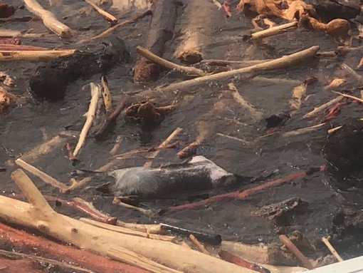 Il cinghiale trovato morto nella zona dei Tre Ponti Il cinghiale trovato morto nella zona dei Tre Ponti
