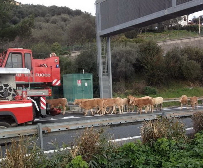 Camion ribaltato sull’A10 a Imperia: strage di bestiame, il bilancio è di decine di vitelli morti. Viabilità ripristinata in entrambi i sensi di marcia
