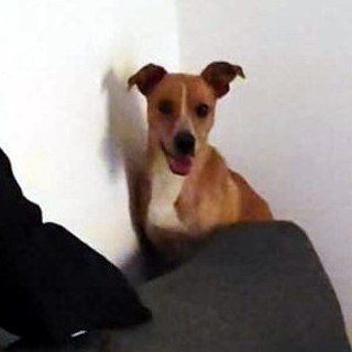 Sanremo: smarrita una cagnolina tra il Casinò e corso Imperatrice, l'appello dei proprietari (Foto)