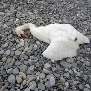 Ventimiglia: vicenda del cigno morto ieri alla foce del Roya, il racconto dei due giovani che hanno cercato di salvarlo Ventimiglia: vicenda del cigno morto ieri alla foce del Roya, il racconto dei due giovani che hanno cercato di salvarlo