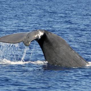 Avvistati giovedì scorso quattro capodogli e due balenottere comuni