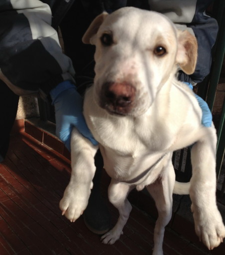 Enpa di Sanremo: il cucciolo bianco Lucky è stato adottato nei giorni scorsi