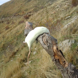 Esca da bracconaggio scoperta in un alpeggio a Montegrosso Pian Latte: indagini della Polizia Provinciale