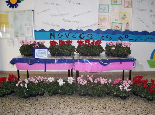 Tutti i plessi del quarto Circolo scolastico di Sanremo ravvivati dai Ciclamini Tutti i plessi del quarto Circolo scolastico di Sanremo ravvivati dai Ciclamini