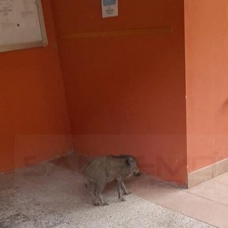 Taggia: un piccolo di cinghiale stamattina voleva 'entrare' all'asilo per il primo giorno di scuola (Foto) Taggia: un piccolo di cinghiale stamattina voleva 'entrare' all'asilo per il primo giorno di scuola (Foto)