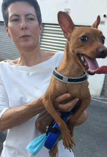 Sanremo: trovata in via Goethe la cagnolina nella foto, l'appello per chi l'avesse persa