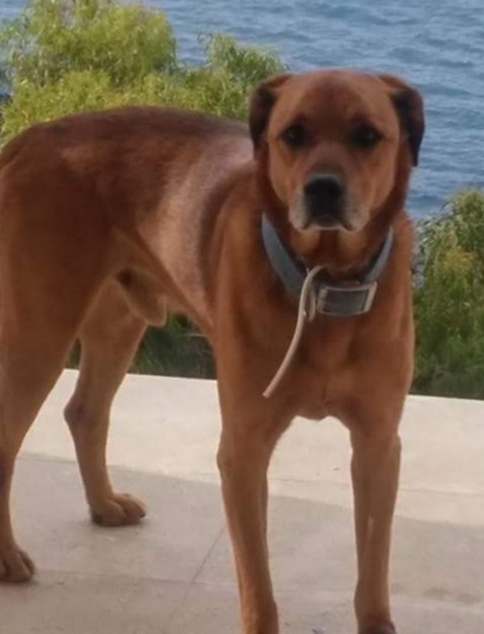 Dolceacqua: smarrito da questa mattina 'Cesare', cane buono e docile. L'appello dei proprietari