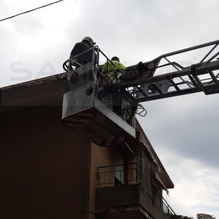 Il recupero dell'animale Il recupero dell'animale