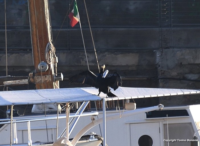 Il cormorano di porto vecchio Il cormorano di porto vecchio