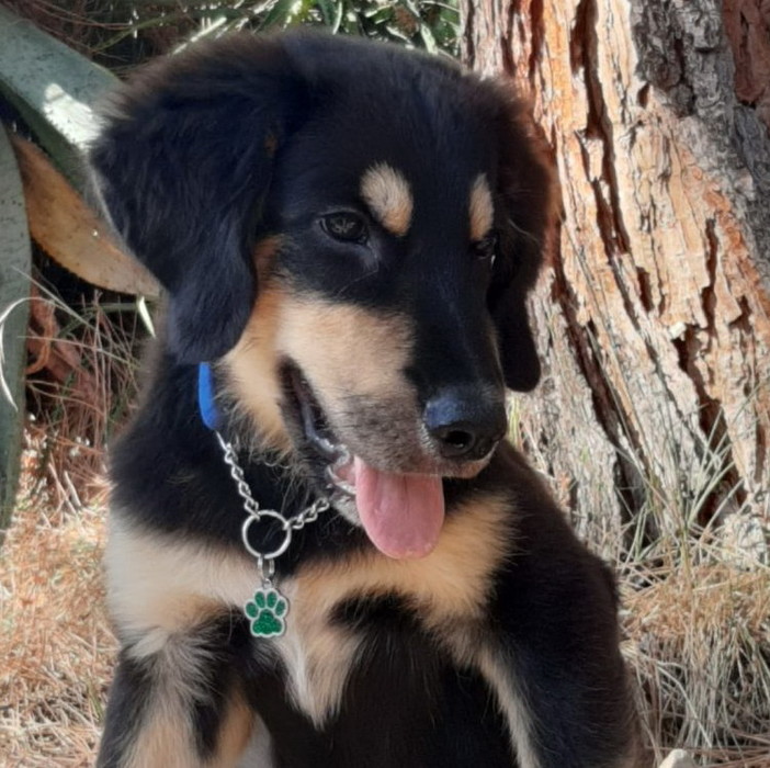 Bordighera, al via la campagna Asl1 per la microchippatura gratuita dei cani Bordighera, al via la campagna Asl1 per la microchippatura gratuita dei cani
