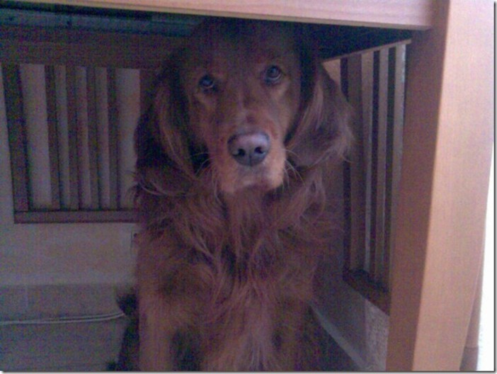 Bordighera: lettore rivolge un appello per trovare il cane, forse sottrattogli da un clochard Bordighera: lettore rivolge un appello per trovare il cane, forse sottrattogli da un clochard