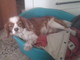 Sanremo: cagnolino Cavalier King smarrito in strada Rocca, l'appello dei proprietari Sanremo: cagnolino Cavalier King smarrito in strada Rocca, l'appello dei proprietari