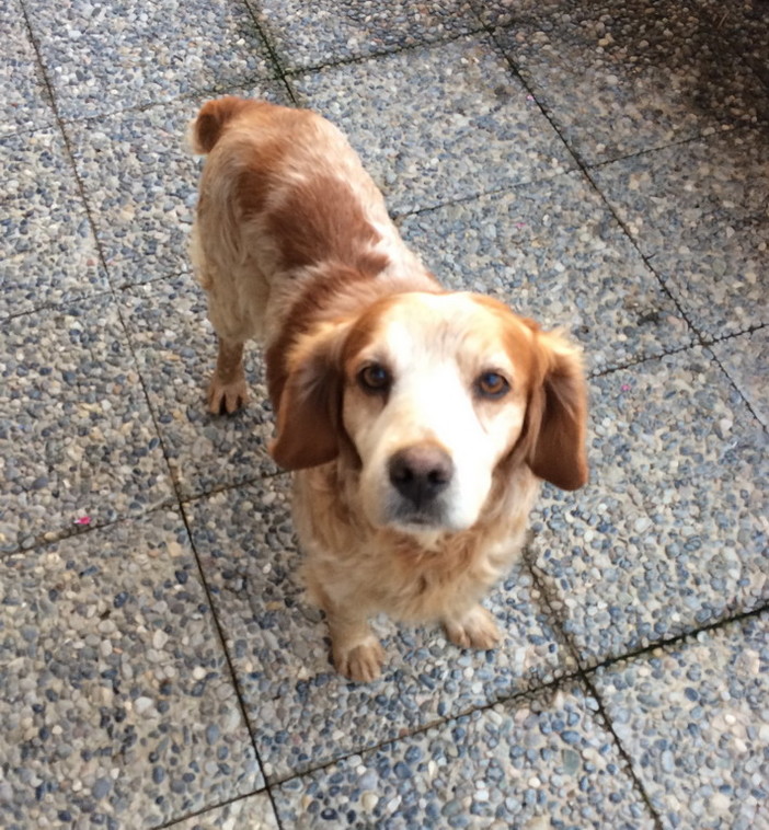 Sanremo: trovato nella notte tra sabato e ieri un cane da caccia (nella foto)