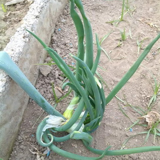 Questo pomeriggio alle 18 alla Mondadori Bookstore di Imperia la presentazione di "La cipolla egiziana"