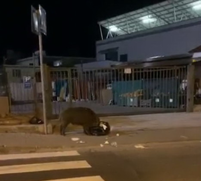 Camporosso: un cinghiale a caccia di cibo nell'area commerciale 'catturato' da un video di un automobilista