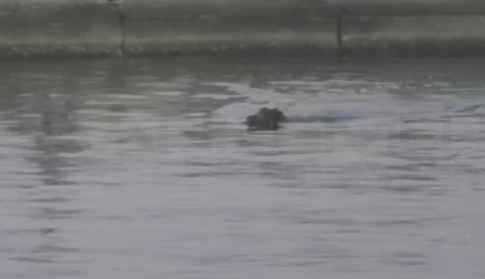 Sanremo: durante il Festival può capitare di tutto, ecco un cinghiale nuotare tra il porto e le spiagge (Video) Sanremo: durante il Festival può capitare di tutto, ecco un cinghiale nuotare tra il porto e le spiagge (Video)