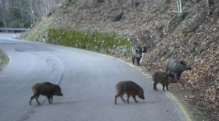 Imperia: cinghiali, tassi e fauna selvatica non fanno più paura. La Regione risarcisce i danni, ecco come Imperia: cinghiali, tassi e fauna selvatica non fanno più paura. La Regione risarcisce i danni, ecco come