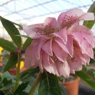 Sanremo: il 22 e il 23 marzo l'Istituto Regionale per la Floricoltura apre le porte al pubblico Sanremo: il 22 e il 23 marzo l'Istituto Regionale per la Floricoltura apre le porte al pubblico