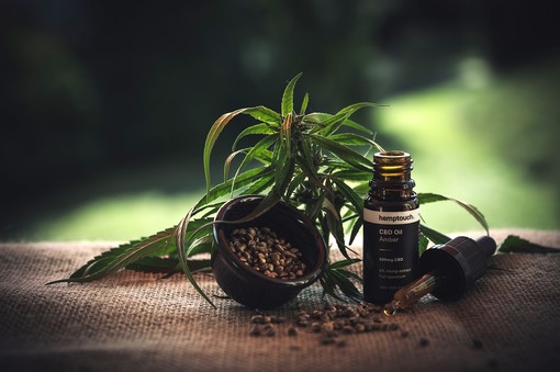 Dutch Passion: la banca dei semi che ha cambiato il mondo della cannabis Dutch Passion: la banca dei semi che ha cambiato il mondo della cannabis