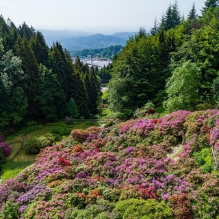 L'Oasi Zegna riparte dalle splendide fioriture spontanee e della Conca dei Rododendri