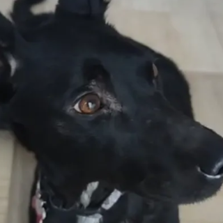 Ventimiglia: gara di solidarietà per aiutare cagnolino investito, "C'è bisogno anche di una adozione"