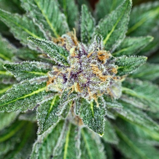 Coltiva cannabis indica in casa a Bajardo, i Carabinieri gli trovano in casa quattro piante di oltre un metro