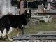 Imperia: emendamento del Consigliere Poillucci per far entrare i cani nei cimiteri cittadini