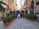 Sanremo: concorso di abeti nel centro storico cittadino Sanremo: concorso di abeti nel centro storico cittadino