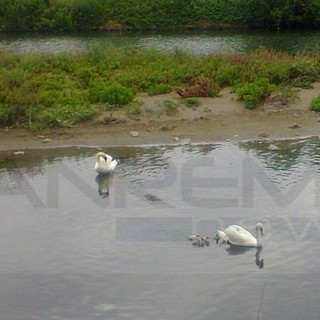 Taggia: sono nati i cigni sul greto del torrente Argentina, eccoli mentre nuotano vicino alla madre