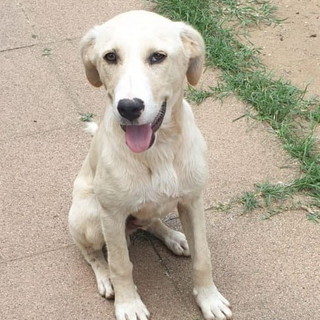 Enpa Sanremo: un dolcissimo cagnolino cerca una nuova famiglia Enpa Sanremo: un dolcissimo cagnolino cerca una nuova famiglia