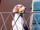 Anche nella nostra provincia con Aidaa il nuovo servizio ‘SOS cane sul balcone’