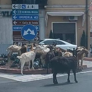 Ventimiglia: di solito sono sul Roya, capre in giro a largo Torino tra l'ilarità di residenti e turisti (Foto)