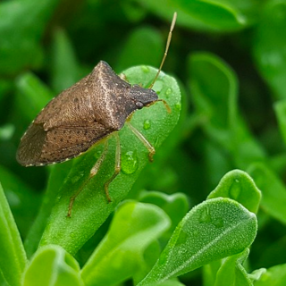 80 milioni di euro per i danni della cimice asiatica, Boeri (Coldiretti Liguria): "Provvedimento importante che aiuterà tante aziende"