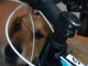 Sanremo: cane legato e rinchiuso in corso Inglesi abbaia in continuazione, liberato da Polizia e Asl (Foto)