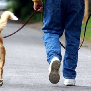 Sanremo: cagnolino lasciato solo in auto di notte, una lettrice propone una soluzione al sindaco