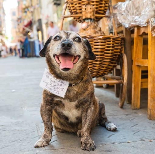 Sanremo: è morto stanotte Camillo U Defissiu, il cane viaggiatore diventata la mascotte della città