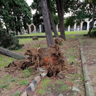 Sanremo: cipresso del 'Monumentale' alla Foce crolla nella giornata di ieri, fortunatamente il cimitero era chiuso (Foto)