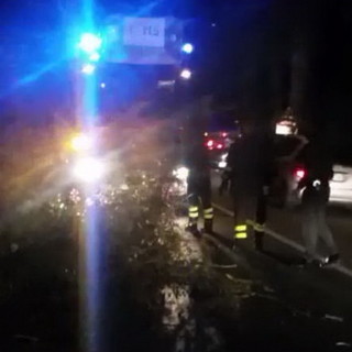 San Lorenzo al Mare: la forza del vento fa crollare una bouganville, Aurelia parzialmente bloccata e code (Foto e Video)