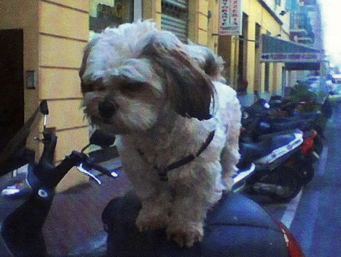 Ventimiglia: smarrito ieri mattina il cagnolino 'Chicco', l'appello dei proprietari Ventimiglia: smarrito ieri mattina il cagnolino 'Chicco', l'appello dei proprietari