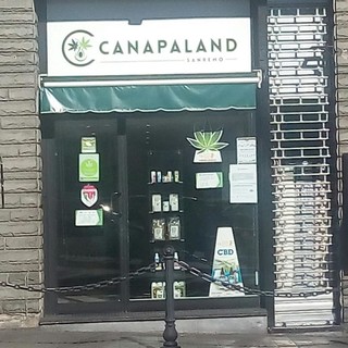 Canapaland una nuova realtà economica ligure che fonda le sue radici sulla coltivazione e la vendita della Cannabis light Canapaland una nuova realtà economica ligure che fonda le sue radici sulla coltivazione e la vendita della Cannabis light