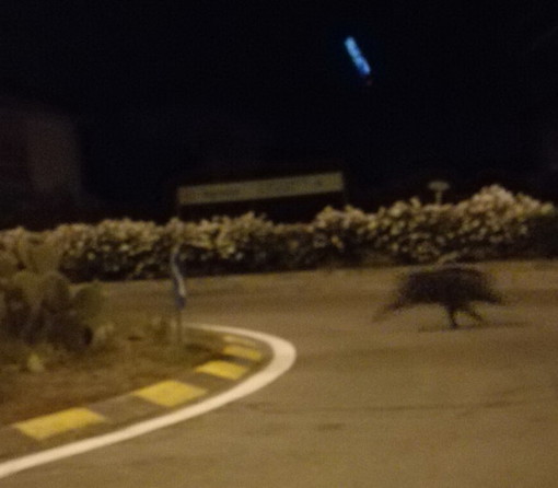 Arma di Taggia: i cinghiali hanno anche raggiunto un supermercato, eccoli vicino al Leclerc
