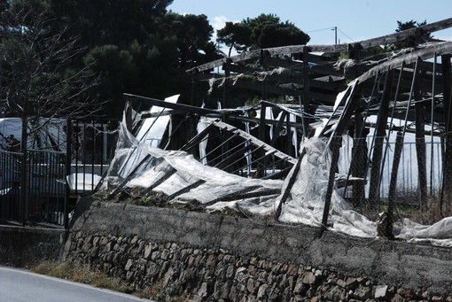 Vento forte in tutto il ponente ligure: decine di interventi dei Vigili del Fuoco, crolla parte di una serra a Coldirodi di Sanremo Vento forte in tutto il ponente ligure: decine di interventi dei Vigili del Fuoco, crolla parte di una serra a Coldirodi di Sanremo