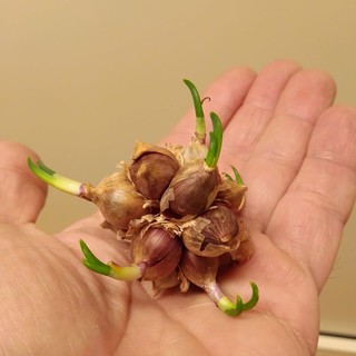 Cipolla egiziana: aumentano le truffe online tra gli agricoltori, le raccomandazioni di Marco Damele