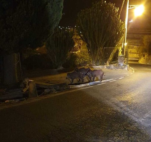 I cinghiali avvistati in via D'Annunzio I cinghiali avvistati in via D'Annunzio